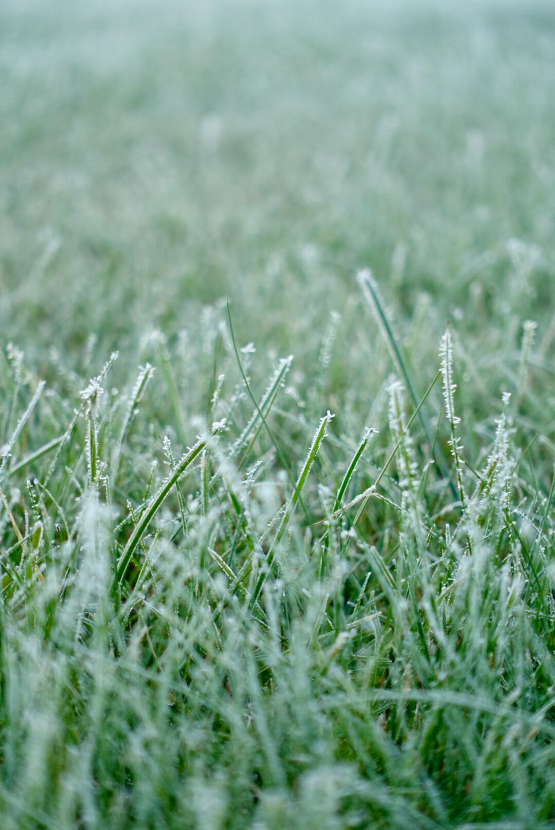 Grass Grass