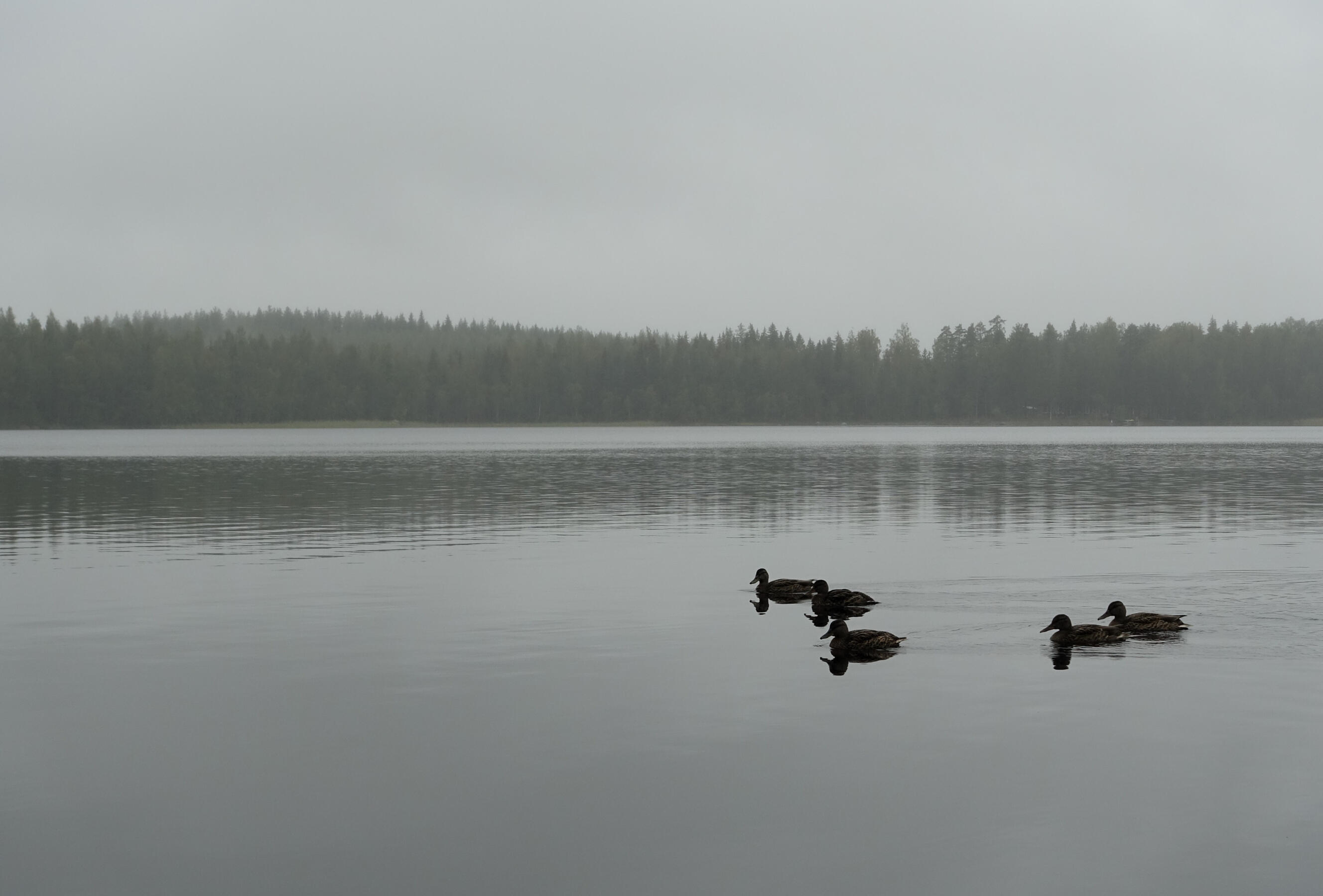 Ducks Ducks