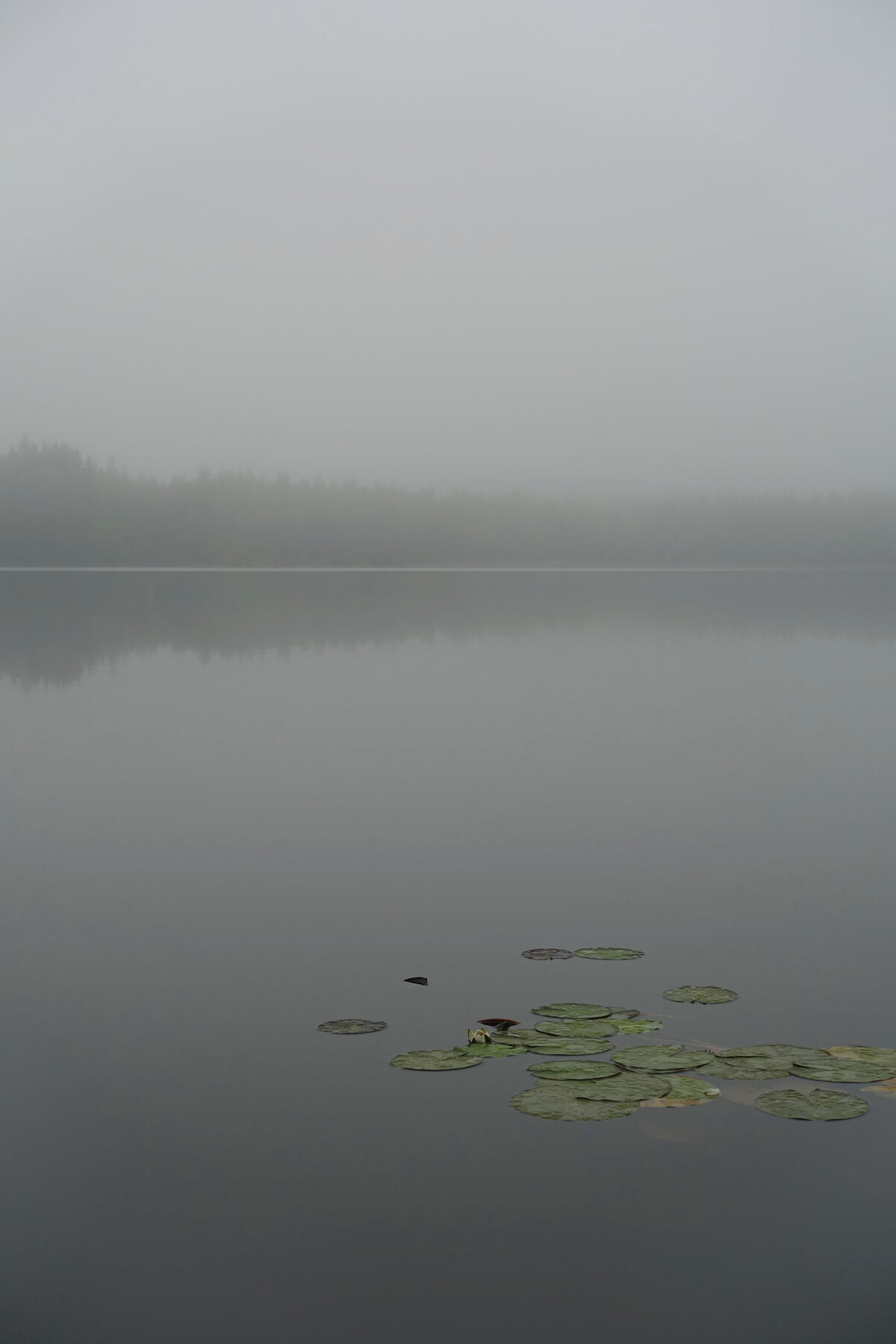 Fog Fog